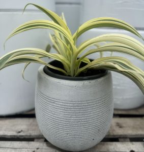 A Arthropodium 'Moonbeam' NZ Rock Lily in a textured gray 8" pot on a wooden surface.