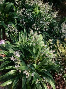 Lush garden with green foliage and clusters of small white Arthropodium 'Matapouri Bay' NZ Rock Lily 8" Pot flowers in bright sunlight.