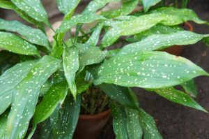 Close-up of a potted plant with green leaves speckled with white spots, wet from recent watering.