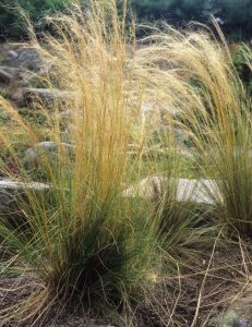 Tall Austrostipa 'Prickly Spear Grass' 6" Pot with golden and green blades growing in a garden with visible stones and mulch in the background.