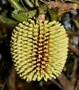 Close-up of a Banksia 'Yellow Lantern' 6" Pot flower spike with yellow inflorescences and dark red styles against a blurred foliage backdrop.