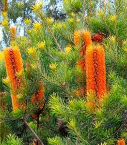 Banksia praemorsa 'Cut-Leaf Banksia' (Red) flowers amidst vibrant green foliage in a 6" pot.