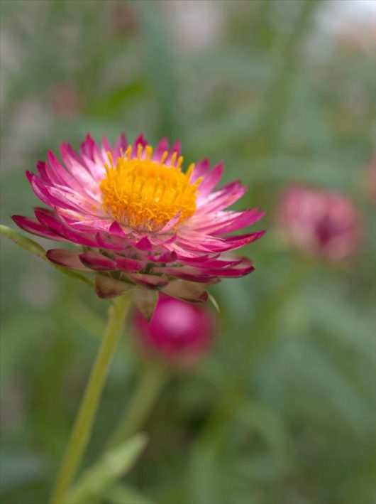 native paper daisy strawflower bracteantha bright pink rose pink australian native flower