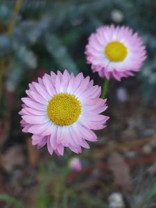 Two Bracteantha 'Bright Rose' Native Paper Daisies with yellow centers, in focus against a soft, blurred background of green foliage.