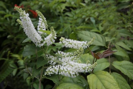 Buddleja 'Leah® White' with budding flowers on a green shrub, presented in a 6" pot.