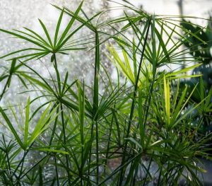 Cyperus 'King Tutt' Egyptian Papyrus 8" Pot with slender, green stalks and umbrella-like clusters in soft focus background.