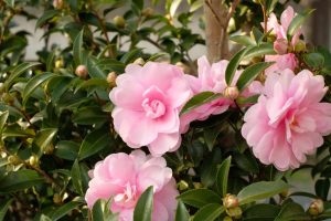 Pink Camellia sasanqua 'Paradise® Petite™ White' flowers in bloom, surrounded by glossy green leaves.