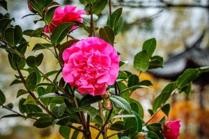 A pink Camellia sasanqua 'Paradise® Petite™ Pink' flower on a tree.
