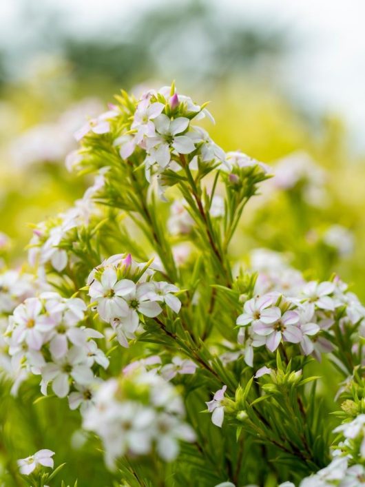 Close-up of white and pink Chamelaucium 'Nina's Delight PBR' Geraldton Wax 6" Pot flowers with a blurred green background.