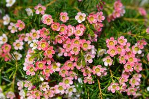 Blooming pink and white Chamelaucium 'Geraldton Wax' Flower 6" Pot flowers with dewdrops amidst green foliage.
