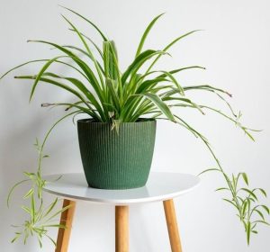 A green spider plant in a ribbed pot on a white round table with wooden legs.