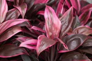 Richly colored pink, burgundy, and purple leaves of a Cordyline 'Pink Champion' 8" Pot plant.