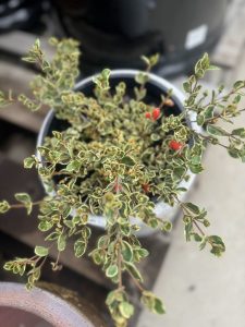 A Correa 'Gold Digger' 8" Pot plant with small green leaves outlined in white and scattered red berries, set against a blurred background.