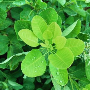 cotinus smoke bush kermit green leaves with water droplets.