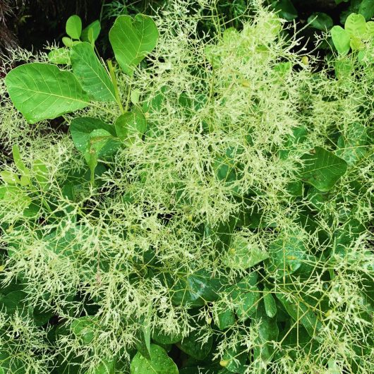 A dense tangle of green vines and leaves with intricate, filigree-like patterns from the Cotinus kermit smoke bush