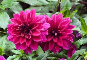 Two vibrant pink Dahlia Dalina® 'Cadena' 6" Pot blossoms with raindrops on their petals. hot pink flowers