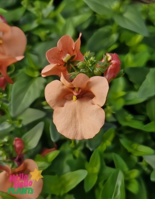 Close-up of Diascia 'Apricot' 6" Pot, a peach-toned flowering plant with rounded petals and green foliage. The "Hello Hello Plants" logo appears in the lower left corner.