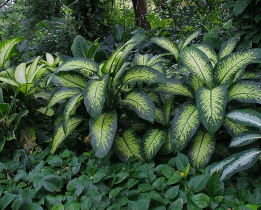 Lush green foliage, featuring large leaves with prominent yellow variegation, growing densely in a garden.