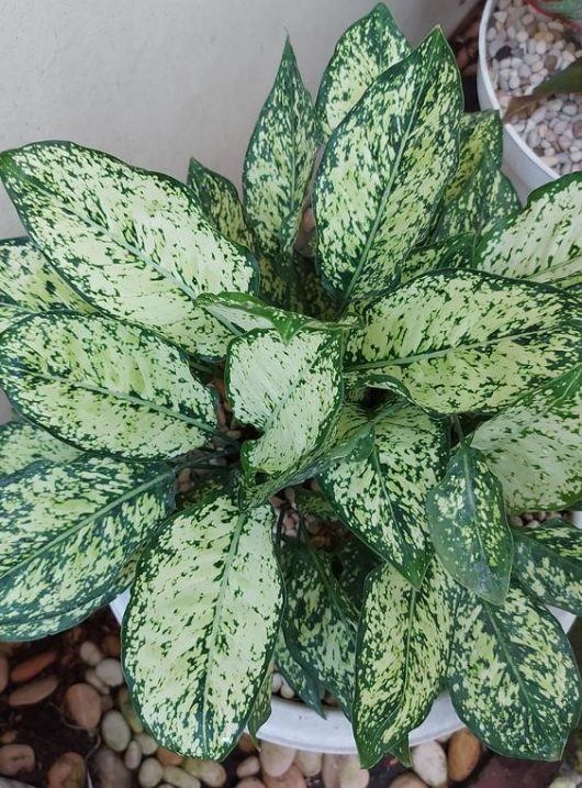A potted aglaonema plant with vibrant green and white speckled leaves, surrounded by small pebbles.