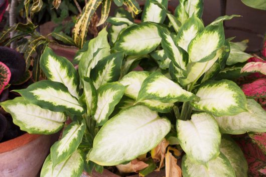 Lush dieffenbachia plant with large, green and white variegated leaves, displayed among other potted plants.