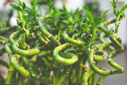 Close-up of a lush Dracaena 'Lucky Bamboo' plant with vibrant green stalks intertwined.