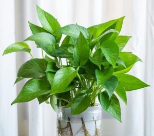 A lush pothos plant in a clear pot with visible roots, set against a white curtain background.