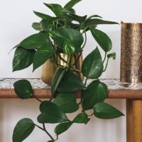 A golden pot with a lush green pothos plant on a marble table, next to a textured copper cup.