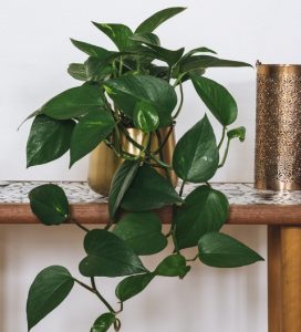 A golden pot with a lush green pothos plant on a marble table, next to a textured copper cup.