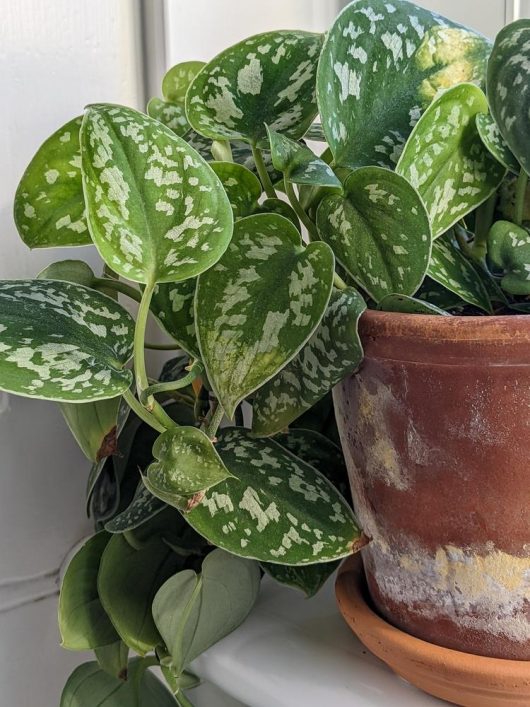 A terracotta pot holding a lush satin pothos plant with variegated green and white leaves, positioned near a window.