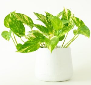 A Epipremnum 'Green and Gold' Devil's Ivy plant with variegated green and yellow leaves in a white textured pot against a plain white background.