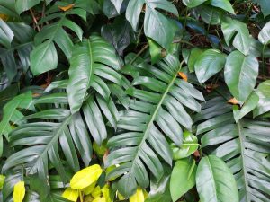 Lush green leaves of varying shapes and sizes, some with a glossy finish, densely packed in a tropical garden.