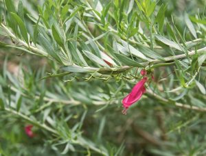 A single magenta flower bud hanging from an Eremophila 'Blue Horizon™' 6" Pot shrub with narrow leaves.