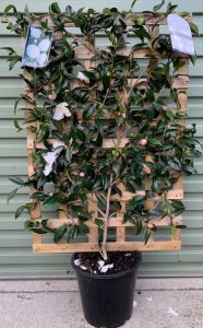 A camellia plant with white blooms, growing in a black pot against a wooden trellis and a corrugated metal background.