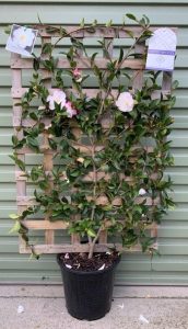 A camellia plant with pink and white flowers, growing through a wooden trellis, positioned against a green corrugated metal wall.