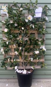A camellia plant with white flowers in a black pot, supported by a wooden lattice against a green external wall.