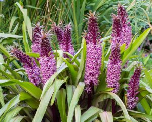 Eucomis 'Sparkling Burgundy' Pineapple Lily 6" Pot flowers with tall spiky blooms surrounded by broad green leaves in a lush garden.