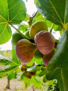 Ripe figs hanging from a fig tree with green leaves in the background.