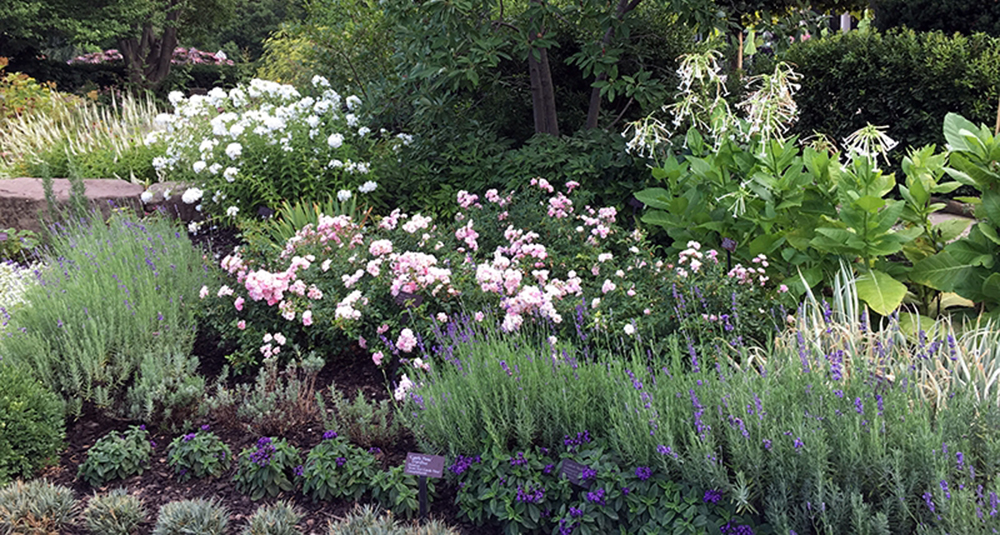 A variety of top indoor plants and flowers blooming in a well-maintained garden.