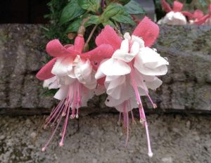 Pink and white Fuchsia 'Little E' 6" Pot flowers with dew drops, hanging against a mossy stone wall background.