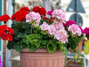 A vibrant Geranium 'Assorted Colours' 8" Pot of geraniums in full bloom.