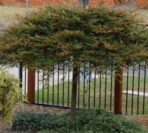 Grevillea 'Fanfare™' 12" Pot (Standard) shrubs neatly trimmed into a square canopy over a wooden fence. standard grafted weeping grevillea australian native spreading growth