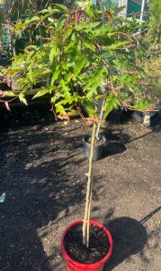 australian native grevillea hybrid standard 12inch pot aussie crawl