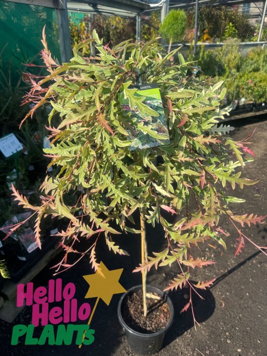 standard native grevillea weeping hello hello plants nursery melbourne