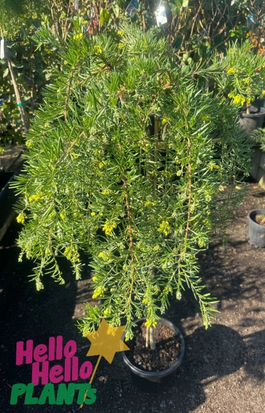Grevillea lanigera rosmarinifolia Lemon Daze standard australian native lush green foliage