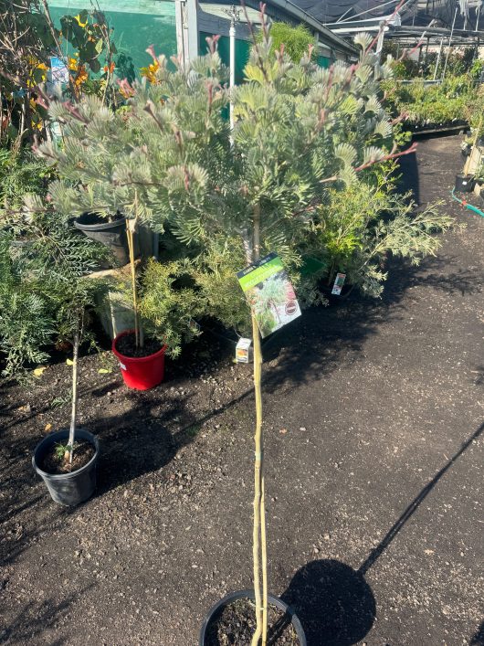 Grevillea thyrsoides woolly toothbrush standard native australian plant