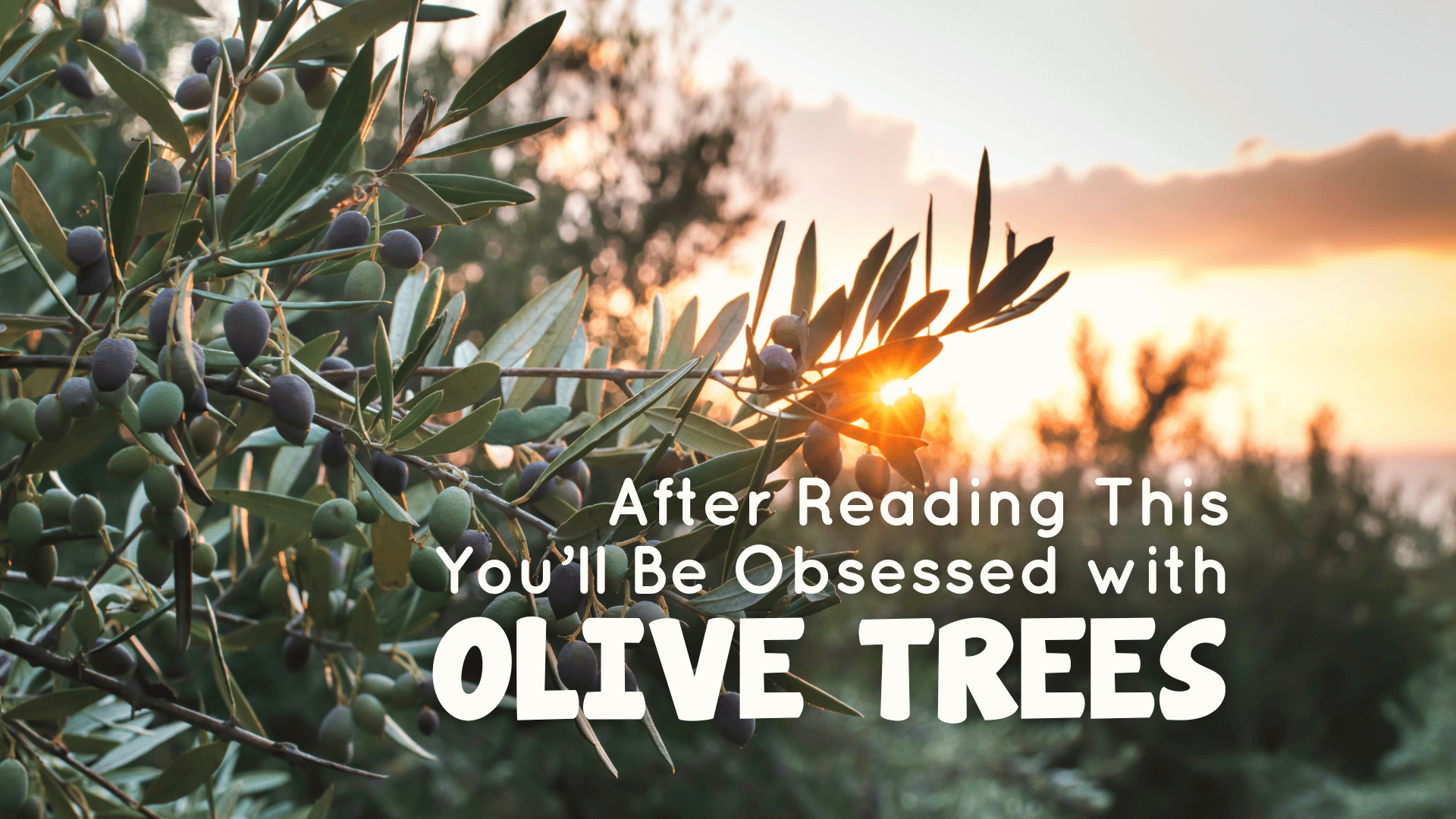 After Reading This You’ll Be Obsessed with Olive Trees