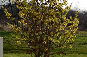 Young Hamamelis 'Common Witch Hazel' 8" Pot with yellow blossoms in early spring against a blurred natural background.