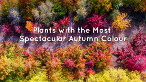 Aerial view of a dense forest with trees displaying vibrant autumn colors, overlay text reading "top indoor plants with the most spectacular autumn colour.