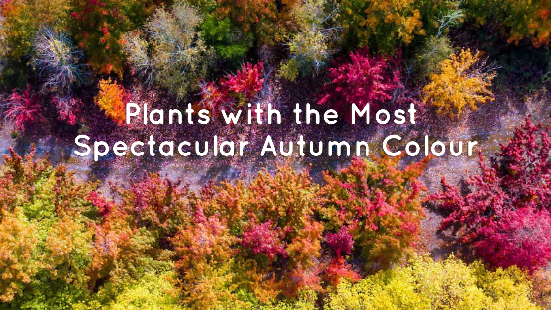 Plants with the Most Spectacular Autumn Colours