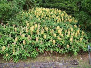 Dense patch of Hedychium 'Yellow Flowering Ginger Lily' 8" Pot, with yellow blooms.